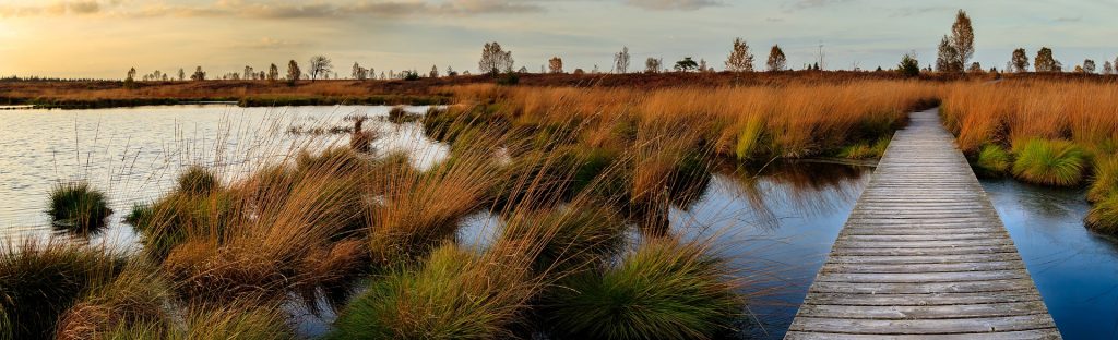 Panoramaufnahme eines Moors